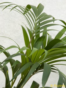 Foto Pianta