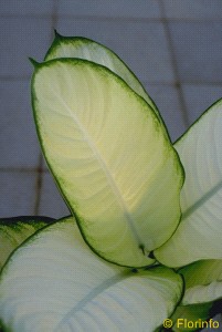 Foto Pianta