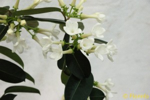 Foto Pianta