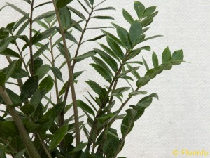 Foto Pianta