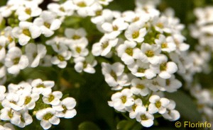 Foto Pianta