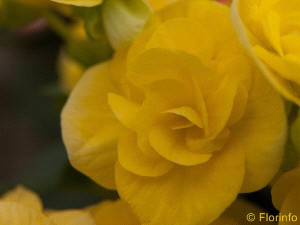 Foto Pianta
