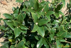 Foto Pianta