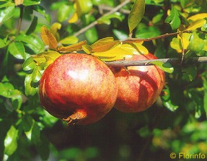 Foto Pianta