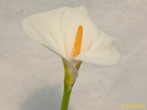 Foto Pianta