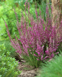 Foto Pianta